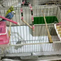 مرغ عشق همراه با یک بچه