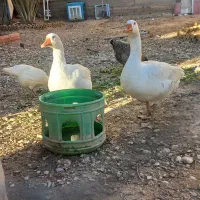 یک جفت غاز سفید بالغ