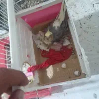 ی تعدادی عروس هلندی فروش یکجا|پرنده|وحیدیه, |دیوار