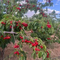 باغ بهترین و مطمئن ترین سرمایه‌|فروش زمین و ملک کلنگی|زاینده رود, |دیوار