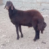 بره قوچی سرخ درجه یک|حیوانات مزرعه|گالیکش, |دیوار