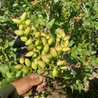 کود برای درختان پسته جهت حاصلخیزی خاک و محصول
