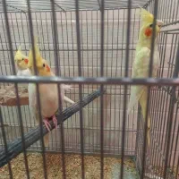 تعداد ۵ عدد عروس هلندی