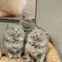 بچه گربه برتیش بلو|گربه|تهران, تهرانسر مرکزی|دیوار