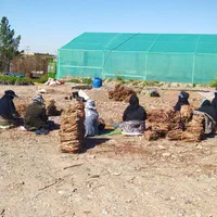 فروش انواع نهال انگور ایرانی و خارجی تعاونی|خدمات باغبانی و درختکاری|کاشمر, |دیوار