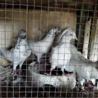 کفتر پتی واله خالدار