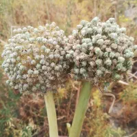 بذر پیاز زرد وقرمز فلات درجه یک با ضمانت کتبی|خدمات باغبانی و درختکاری|مشهد, شهرک رازی (شهرک غرب)|دیوار