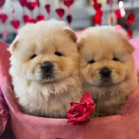 توله های چاو چاو پامرانین انواع نژاد گربه