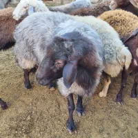 نر بره و قوچ هترو|حیوانات مزرعه|شاهرود, |دیوار