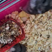 همستر رایگان|موش و خرگوش|قزوین, |دیوار