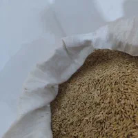 چلتوک چمپا باغمک