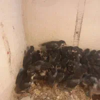 فروش جوجه دوهفته ای مرغ خروس استرالوپ|حیوانات مزرعه|شیراز, میانرود|دیوار