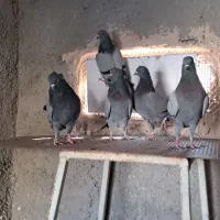 کبوتر کفتر کهنه و جوجه|پرنده|پاکدشت, پاکدشت (مامازند)|دیوار