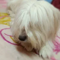 سگ پاکوتاه‌شیتزو