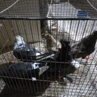 کبوتر سیاه بوشهری سینه باشه ای