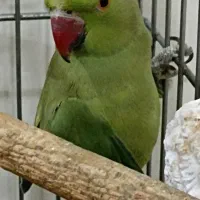 طوطی ملنگو|پرنده|تهران, امیریه|دیوار