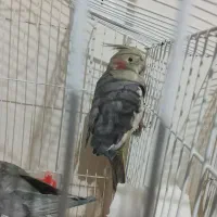 فروش عروس هلندی|پرنده|صومعه‌سرا, |دیوار