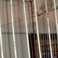 قناری نر|پرنده|مشهد, شهید معقول|دیوار