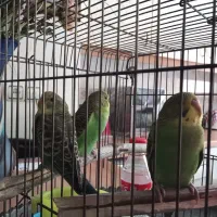 ۳ عدد مرغ عشق معاوضه با عروس هلندی