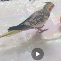 عروس هلندی ماده گل باقالی