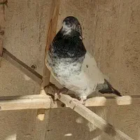 کبوتر   کفتر|پرنده|تهران, مسعودیه|دیوار