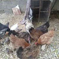 مرغ و خروس|حیوانات مزرعه|دوگنبدان, |دیوار