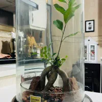 گیاه بنسای به همراه گلدان و شیشه