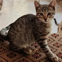 واگذاری رایگان بچه گربه|گربه|تهران, درکه|دیوار