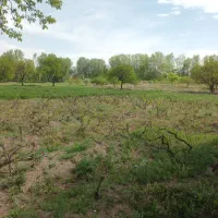 معاوضه باغ باویلا وآپارتمان|فروش دفتر صنعتی، کشاورزی، تجاری|مشگین شهر, |دیوار