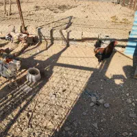 ۴ عدد خروس گلین لری|حیوانات مزرعه|لواسان, |دیوار