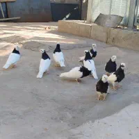 طوقی کبوتر|پرنده|قزوین, |دیوار