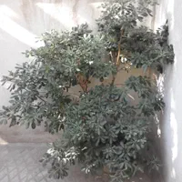 گل میخک هندی|گل و گیاه طبیعی|تهران, دکتر هوشیار|دیوار