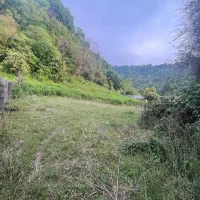 زمین-پلاک-اول-جنگل