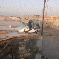 کبوتر|پرنده|بهبهان, |دیوار