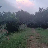 باغ مرکبات|فروش زمین و ملک کلنگی|خوش‌رودپی, |دیوار
