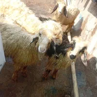 ۴راس بره یک نر و ۳ ماده