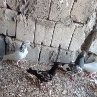 کبوتر پرشی
