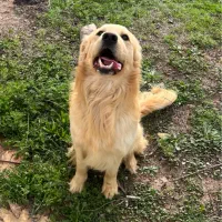 گلدن رتریور نر دوساله عقیم نشده