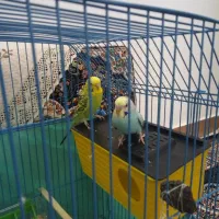 مرغ عشق نر و ماده با قفس