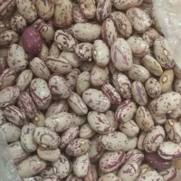 فروش لوبیا چیتی اعلا