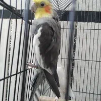 نرو‌ماده‌عروس‌ضمانت‌تخم‌و‌جوجه‌با‌تمام‌وسایل‌وقفس|پرنده|کرباسک, |دیوار