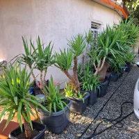 فروش پالم یوکا یاس نخل گیاهان زینتی بدون واسطه|خدمات باغبانی و درختکاری|تهران, سعادت‌آباد|دیوار
