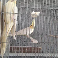 عروس هلندی لوتینو و آلبینو مولد به همراه جوجه|پرنده|فولادشهر, باغشاد|دیوار