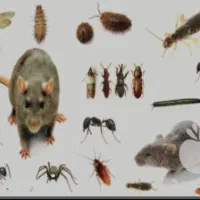 خدمات سمپاشی|خدمات نظافت|پردیس, فاز ۲|دیوار