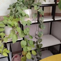 استند و گل|گل و گیاه طبیعی|بیرجند, |دیوار