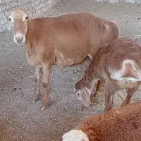 میش چینی