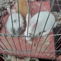 بچه خرگوش