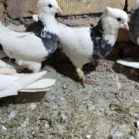 تعداد 8عدد رنگی طوقی هفت رنگ زرین|پرنده|پائین جام, |دیوار