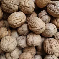 فروش گردو