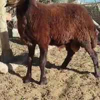 فروش بره نر همو زیگوت درجه یک